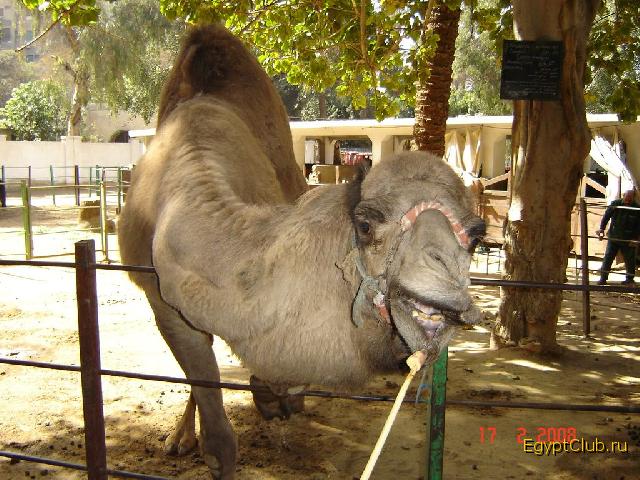 Каирский зоопарк