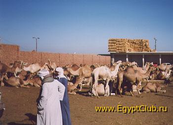 #7_Camel_market