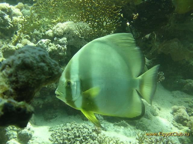  Elphinstone Reef