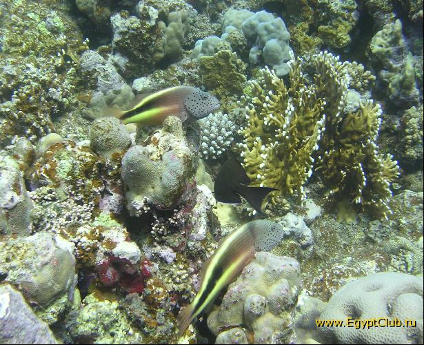  Elphinstone Reef