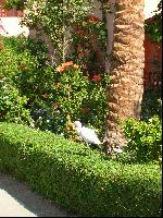 Iberotel Makadi Saraya Suites Resort & Family Resort -   