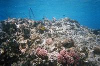 Koralnyj rif vozle pirsa