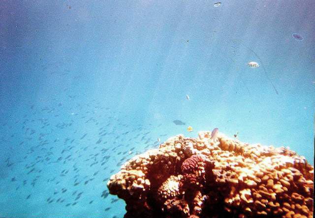 ���������� - ������