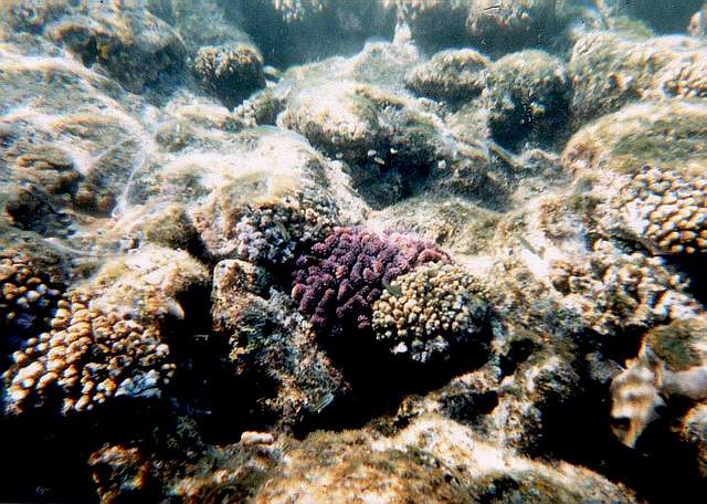 ���������� - ������