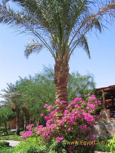 Makadi Oasis