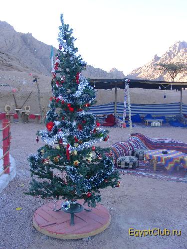 Бедуинская елка