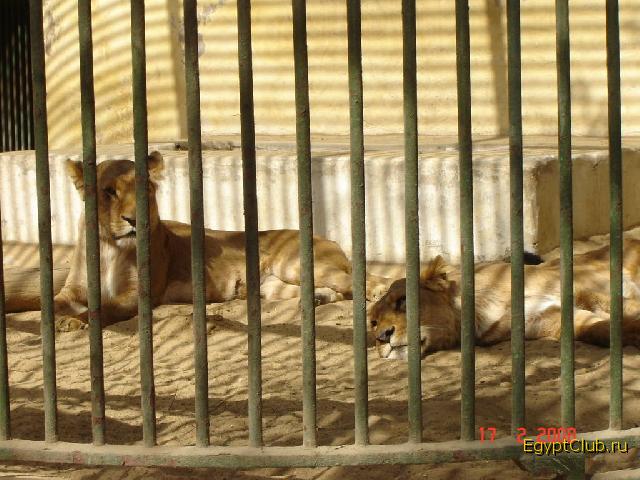 Каирский зоопарк