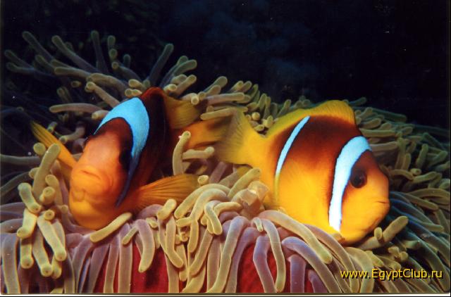 Amphiprion Bicintus