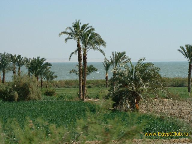 EL Faeoum