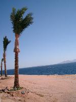     Coral Beach Tiran