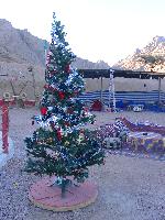 Бедуинская елка