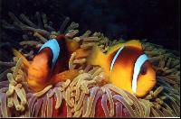 Amphiprion Bicintus