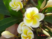 Jasmin